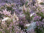 FZ020330 Dew on spiderwebs in heather (Calluna vulgaris).jpg